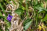 Common Dog Violet, Glasdrum