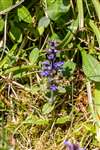 Bugle, Glasdrum