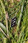 White-spotted Sable, Glasdrum