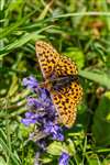 Pearl-bordered Fritillary and Bugle, Glasdrum