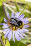 Red-tailed Bumblebee on Michaelmas Daisy, Glasgow