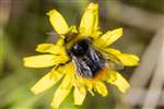 Red-tailed Bumblebee on Hawkweed, Glasgow