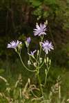 Common Blue Sow-thistle, Upper Port Wood