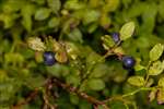 Bilberry or Blaeberry, Upper Port Wood