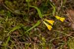 Common Cow-wheat, Upper Port Wood