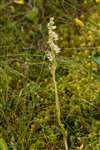 Creeping Lady'a Tresses, Upper Port Wood