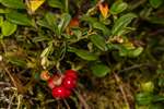 Cranberries, Upper Port Wood