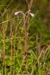 Twinflower, Grantown on Spey