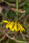 Common Cat's-ear, Upper Port Wood