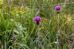 Melancholy Thistle, Abernethy Golf Club