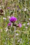 Melancholy Thistle, Abernethy Golf Club