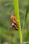 Common Swift, Abernethy Golf Club