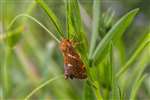 Common Swift, Abernethy Golf Club