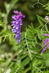 Tufted Vetch, Abernethy Golf Club