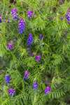 Tufted Vetch, Abernethy Golf Club