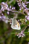 Small Heath, Tulloch Moor