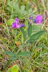 Common Vetch, Tulloch Moor