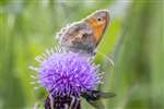 Meadow Brown on Black Knapweed, Speyside