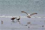 Eiders and Herring Gull, Tiree