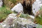 Yellow Wagtail, Tiree