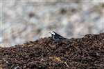 Colour ringed Pied Wagtail, Tiree