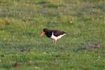 Oystercatcher, Tiree