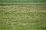 Dunlin and Ringed Plover flock, TIree