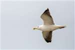 Great Black-backed Gull , Tiree