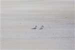 A pair of Arctic Terns, TIree