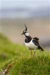 Lapwing, Tiree