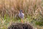 Redshank , Tiree