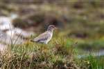 Calling Redshank , Tiree