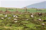 Black-headed Gull colony, Tiree