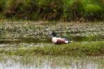 Male Shoveler, TIree