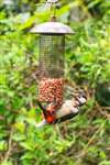 Great Spotted Woodpecker, Milngavie