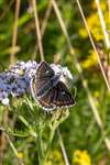 Northern Brown Argus, Grantown East