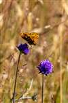 Dark Green Fritillary, Grantown East