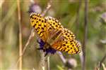 Dark Green Fritillary, Grantown East