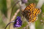 Dark Green Fritillary, Grantown East