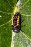 Harlequin Ladybird larva, Richmond Park