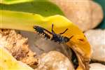 Harlequin Ladybird larva, Kelvindale