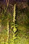 Broad-leaved Helleborine, Richmond Park