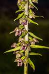 Broad-leaved Helleborine, Richmond Park