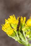 Cinnabar Moth caterpillar, Kelvindale