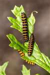 Cinnabar Moth caterpillars,  Kelvindale