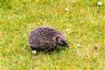 Juvenile Hedgehog, Nethybridge