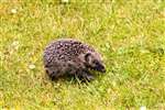 Juvenile Hedgehog, Nethybridge