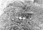 Eyrie with two eggs