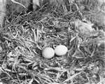 Two eggs of Golden Eagle surrounded by woodrush