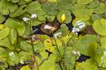 Water Forget-me-not, Auchlochan, South Lanarkshire